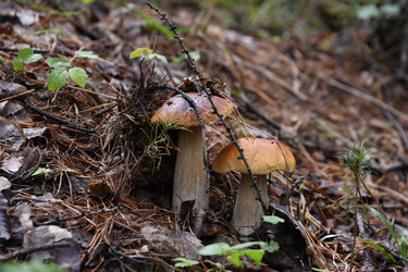 Similar image 22203086