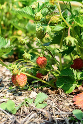 Similar image 22195466