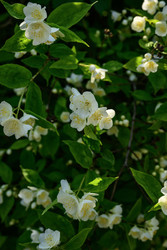 Similar image 22195467