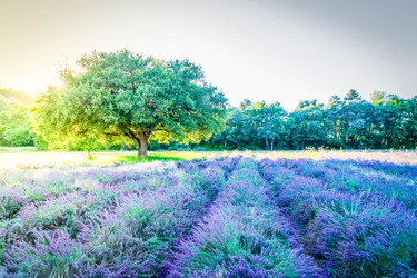 Similar image 22201516