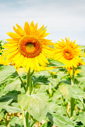 Similar image 22201581