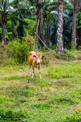 Similar image 22196409