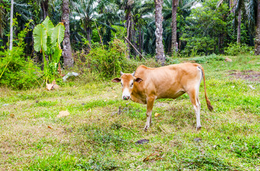 Similar image 22196411