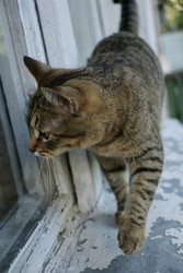 Similar image 22208054