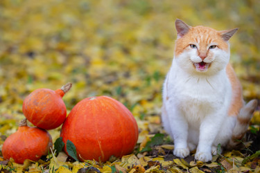 Similar image 22204192