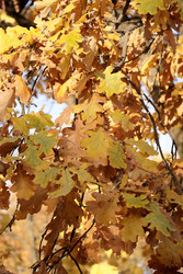 Similar image 22208523