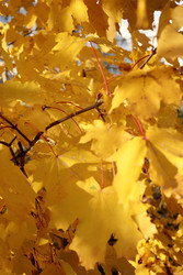 Similar image 22208232