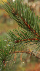 Similar image 22205465