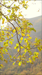 Similar image 22205478