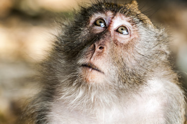 Similar image 22199716