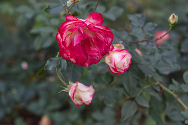 Similar image 22199584