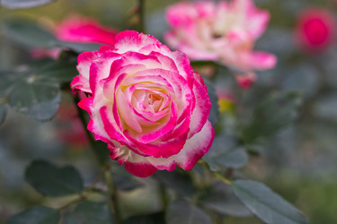 Similar image 22199585