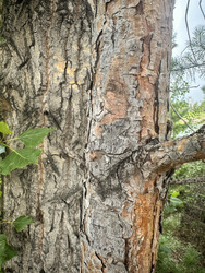 Similar image 22200559