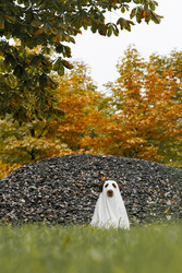 Similar image 22207788