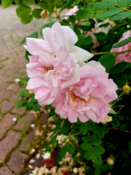 Similar image 22200853