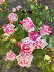 Similar image 22203667