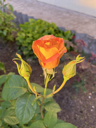 Similar image 22203668