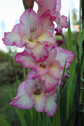 Similar image 22200594