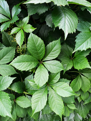 Similar image 22200607