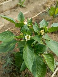 Similar image 22201788