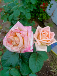 Similar image 22201789