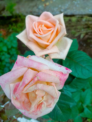 Similar image 22201801