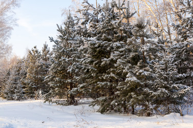 Similar image 22205913