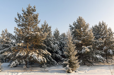 Similar image 22205932