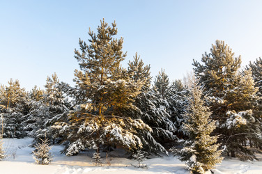 Similar image 22205935