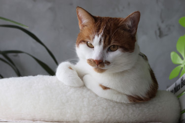 Similar image 22202296