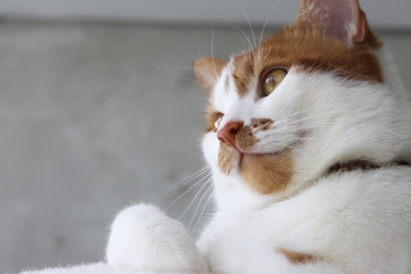 Similar image 22202300