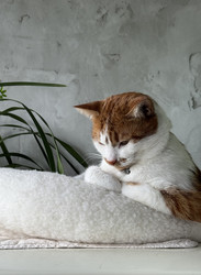 Similar image 22202331