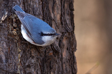 Similar image 22203000