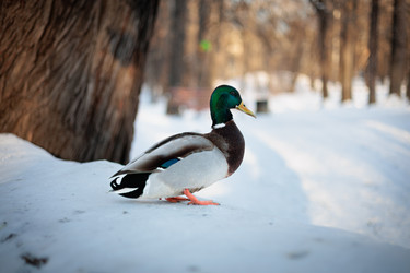 Similar image 22203102