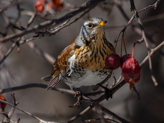 Similar image 22203009