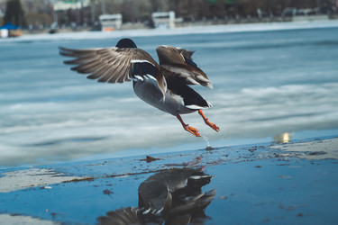 Similar image 22203105