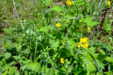 Similar image 22204988