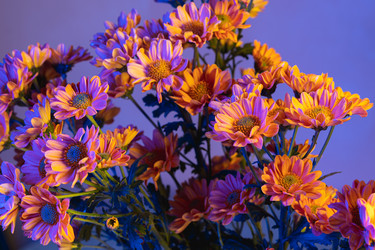 Similar image 22203936