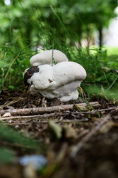 Similar image 22203334