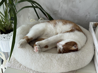 Similar image 22203852