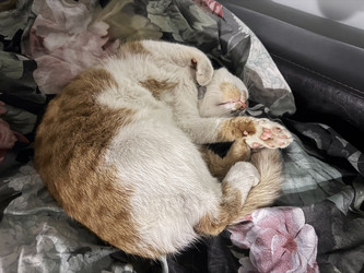 Similar image 22203861