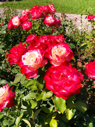 Similar image 22206355