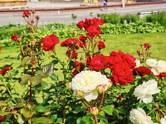 Similar image 22206408