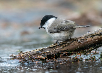 Similar image 22206547