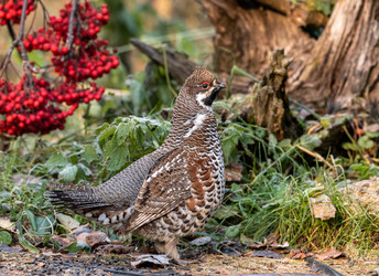 Similar image 22206549