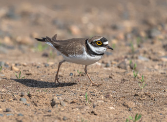 Similar image 22206666