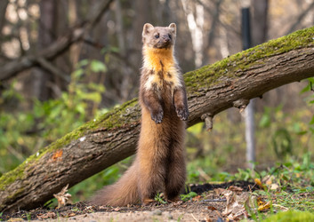 Similar image 22206560