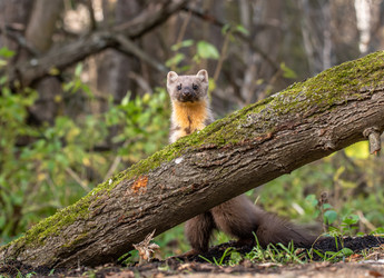 Similar image 22206563