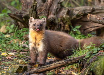 Similar image 22206565