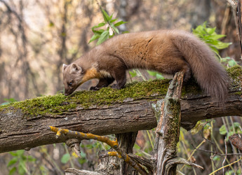 Similar image 22206566